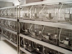 淺談動物實驗室的規劃設計要點